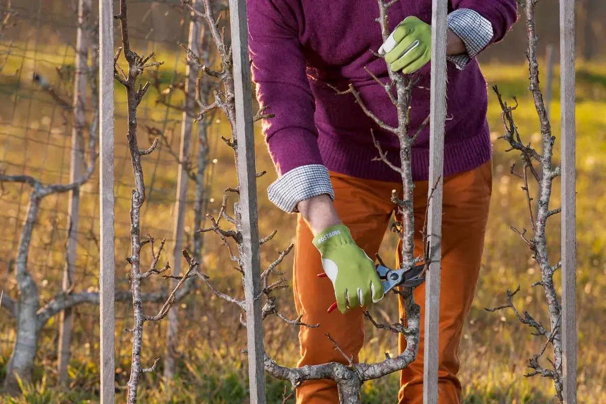 Apprendre comment tailler un pommier en espalier est facile avec ces conseils. Un jardinier taille un jeune arbre fruitier palissé.