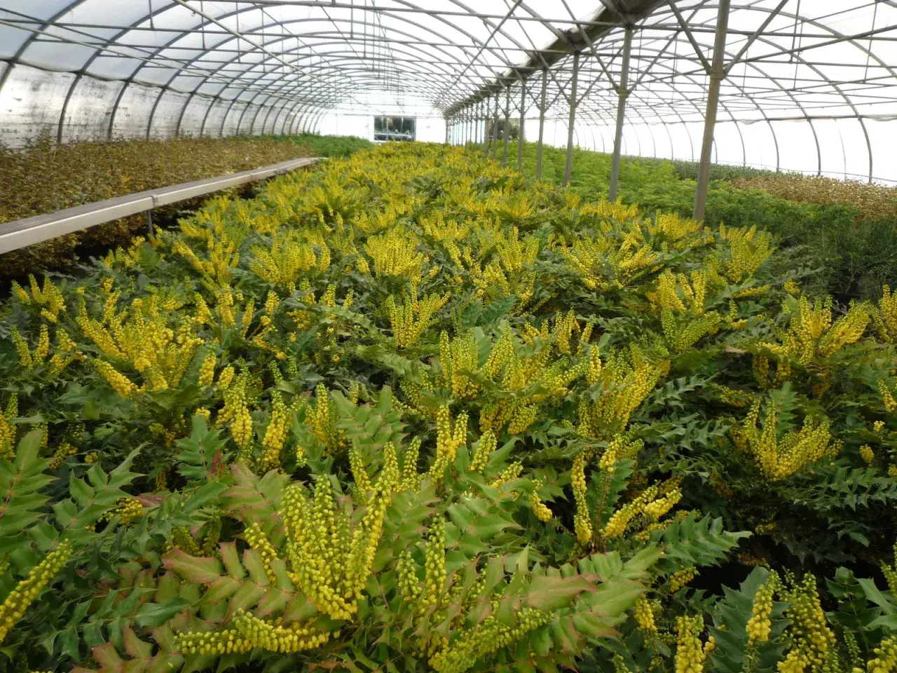 Une serre remplie de mahonia aquifolium en fleurs, leurs grappes jaunes vibrantes contrastant avec leur feuillage vert foncé.