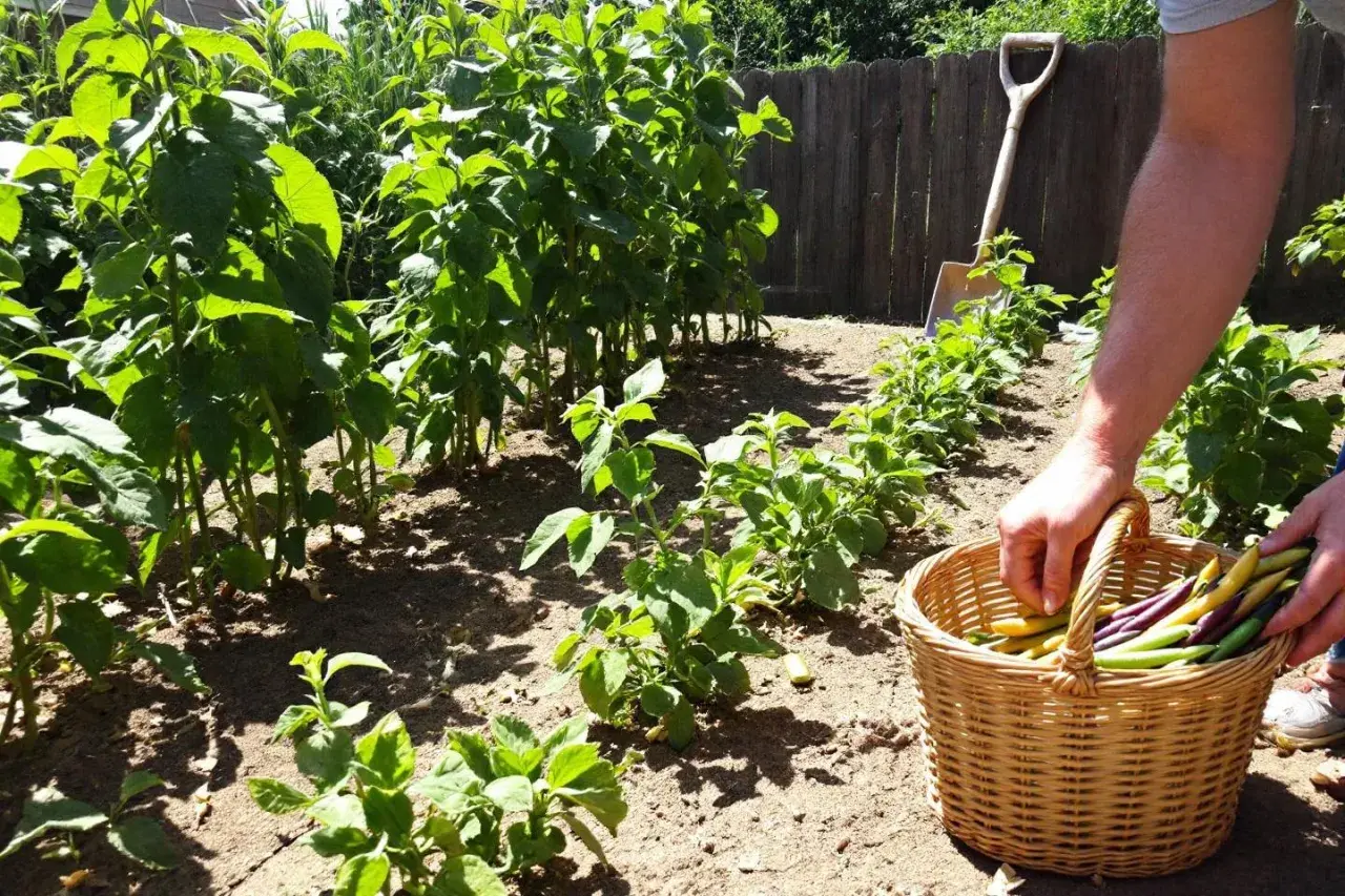 Récolte de haricots nains colorés dans un panier. Le jardin est ensoleillé, avec des rangées de plantes vertes et une pelle en arrière-plan.