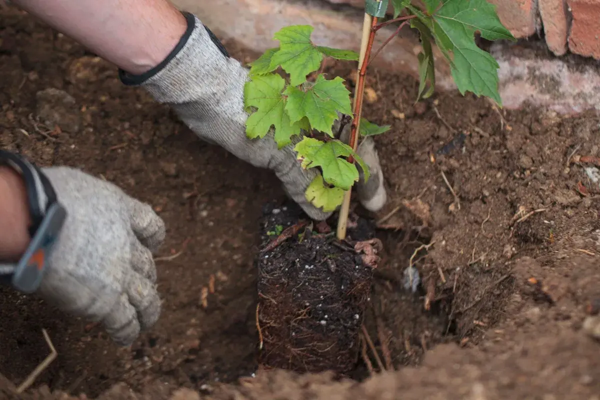 Mains gantées plantant un jeune plant de vigne dans la terre, début de la culture de la vigne.