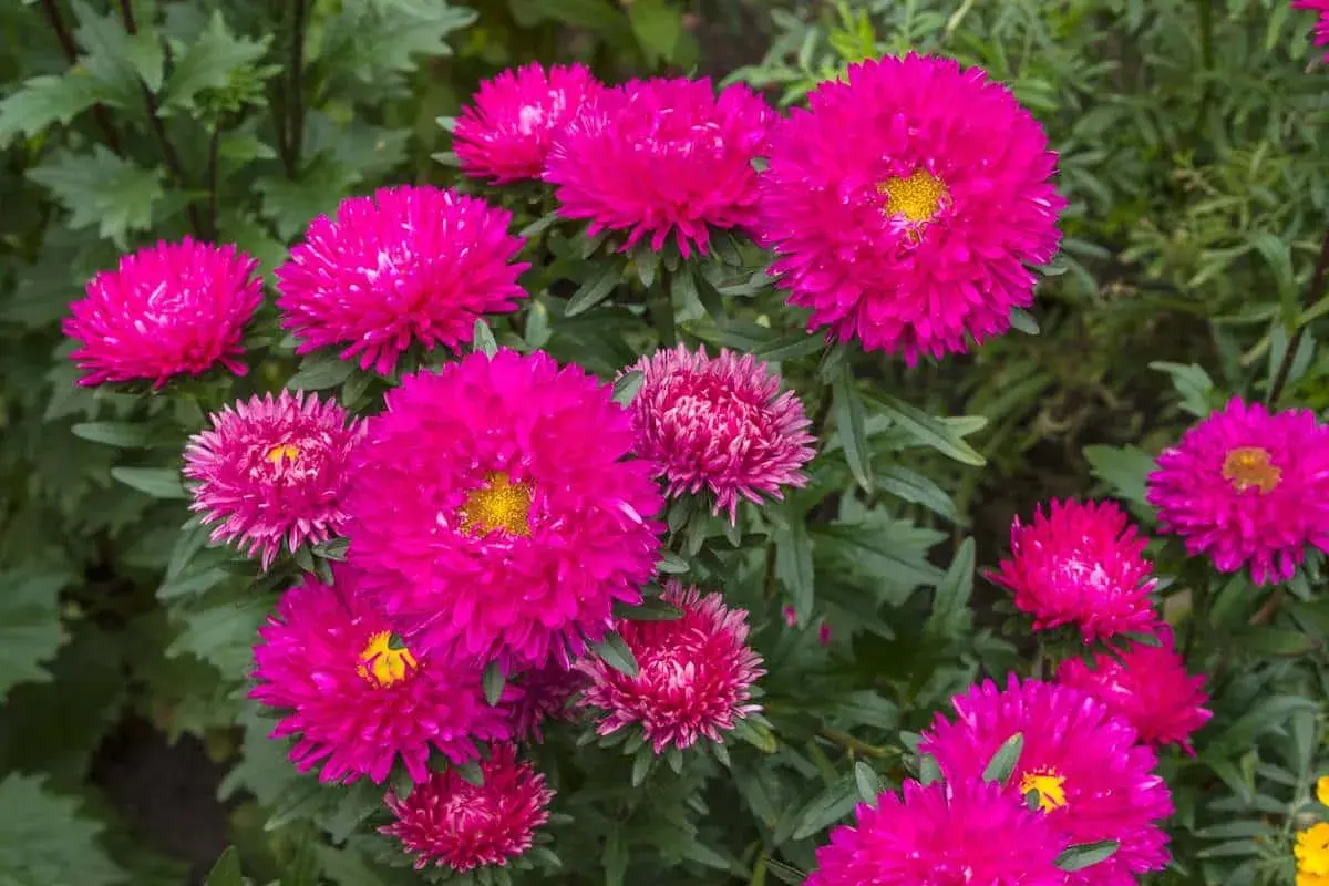Un parterre de fleurs aux teintes vives de reine marguerite, leurs pétales denses formant des pompons éclatants au cœur jaune.