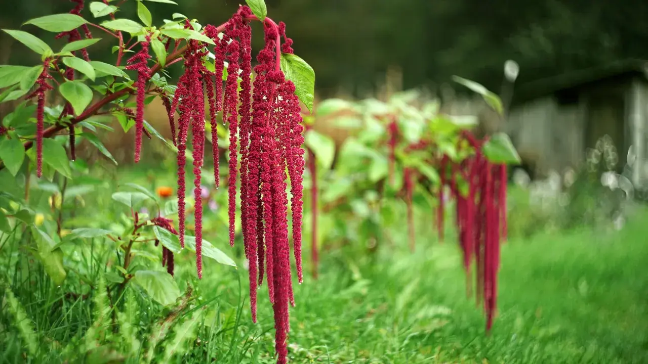 Grappes de fleurs d'amarante rouge vif tombant gracieusement dans un jardin verdoyant.