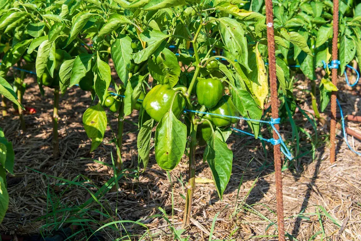 Un plant de poivron vert, bien chargé de fruits, est soutenu par des tuteurs rouillés et des liens bleus.