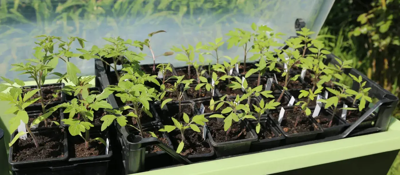 Jeunes plants de tomates dans leurs godets, attendant le bon moment entre semis et repiquage.