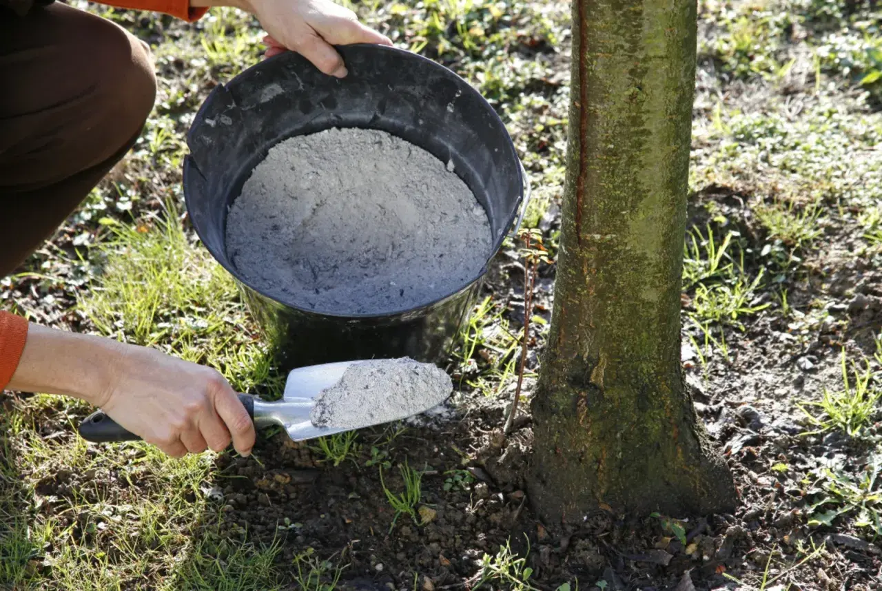 Une main utilise une pelle pour prélever de la cendre de bois dans un seau, prête à fertiliser la base d'un jeune arbre.