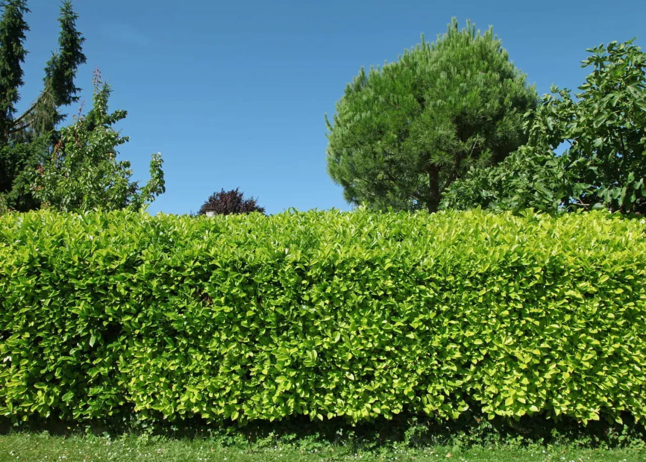 Un magnifique type de haie verte et dense, avec des arbres et un ciel bleu en arrière-plan.