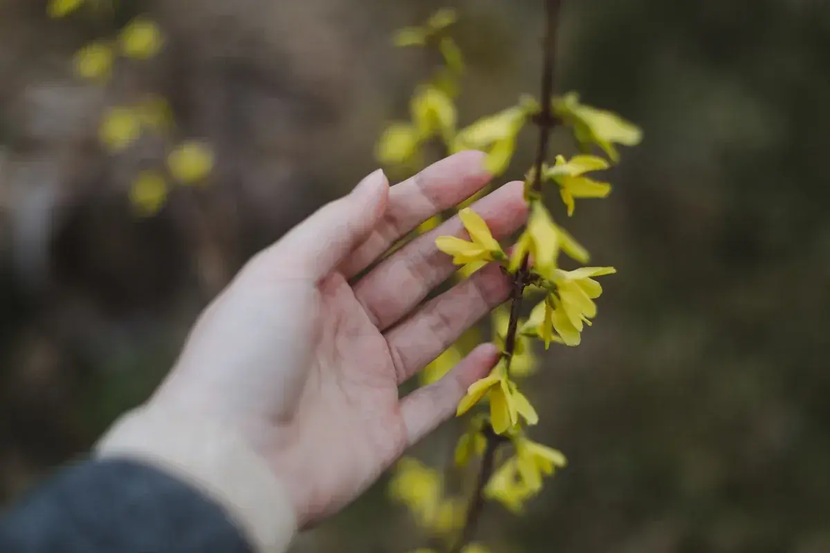 Main d'une personne effleurant délicatement une branche de forsythia bouture, ses fleurs jaunes éclatantes annonçant le printemps.
