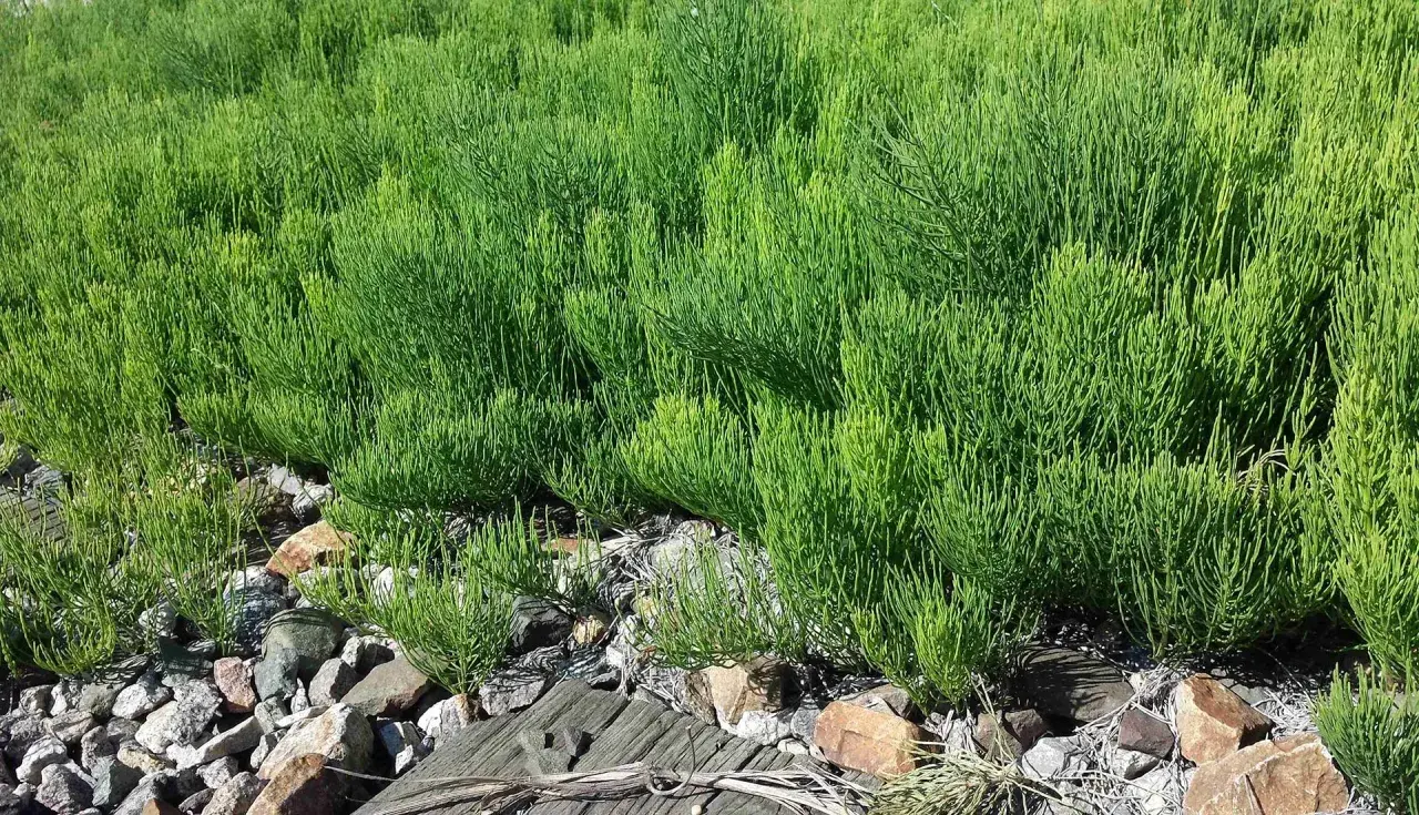 Un champ dense de prêle des champs aux tiges vertes et fines, poussant parmi des pierres et du bois.