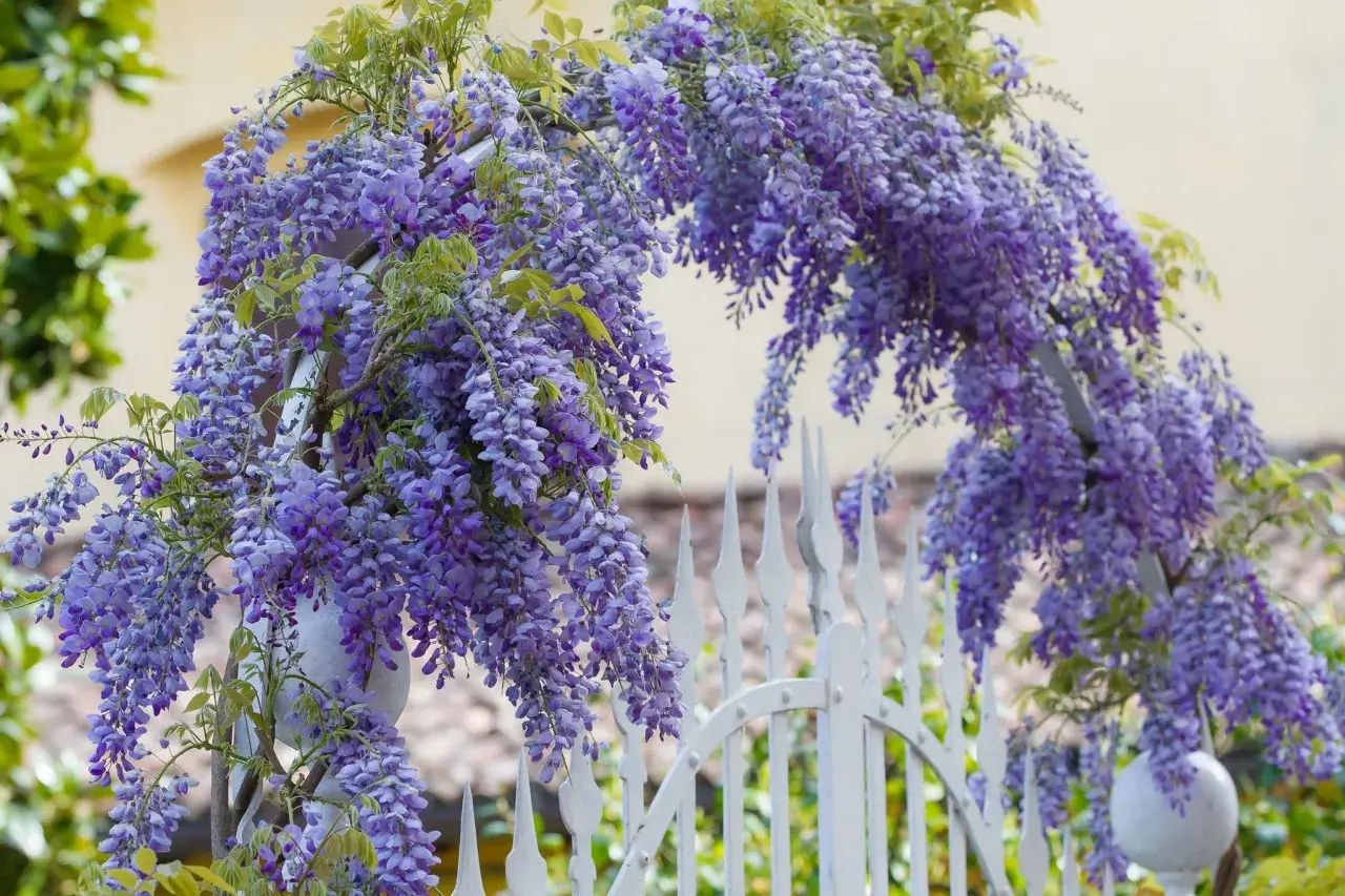 Cascades de fleurs violettes d'un arbre glycine enjambant une élégante clôture blanche.