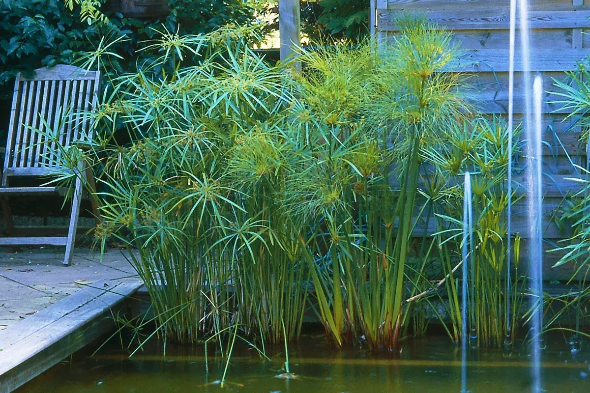 Un jardin paisible avec une plante papyrus luxuriante au bord d'un étang, une chaise en bois à proximité.