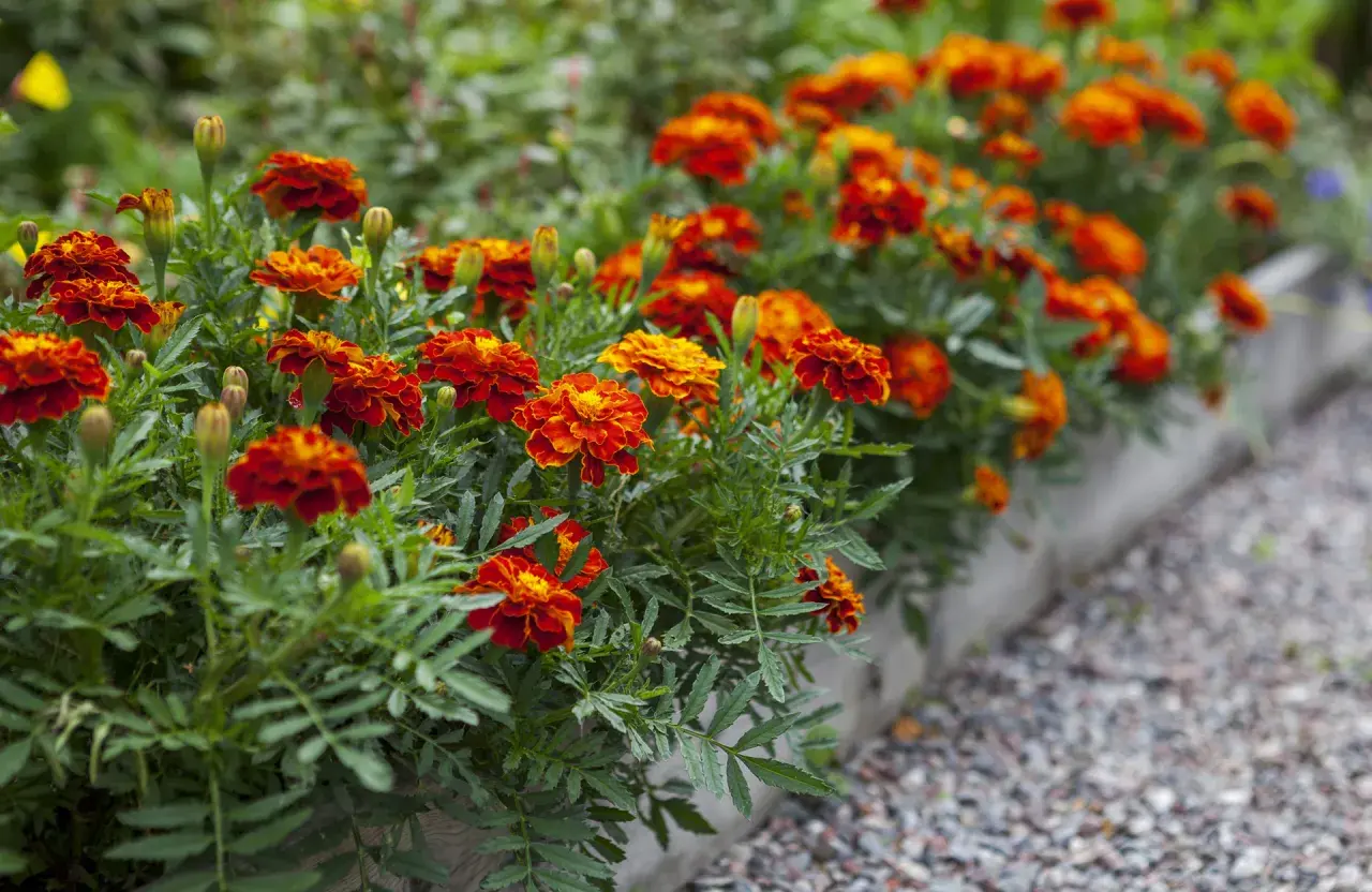 Un parterre de fleurs d'oeillet d'inde potager aux couleurs vives, rouge et orange, bordant un chemin de gravier.