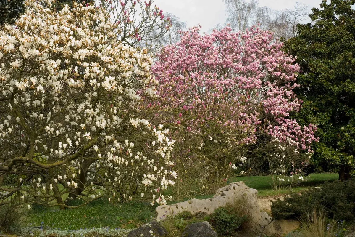 Magnolias en fleurs, un arbre fleuri blanc à gauche, un arbre fleuri rose au centre, et un grand arbre vert à droite.