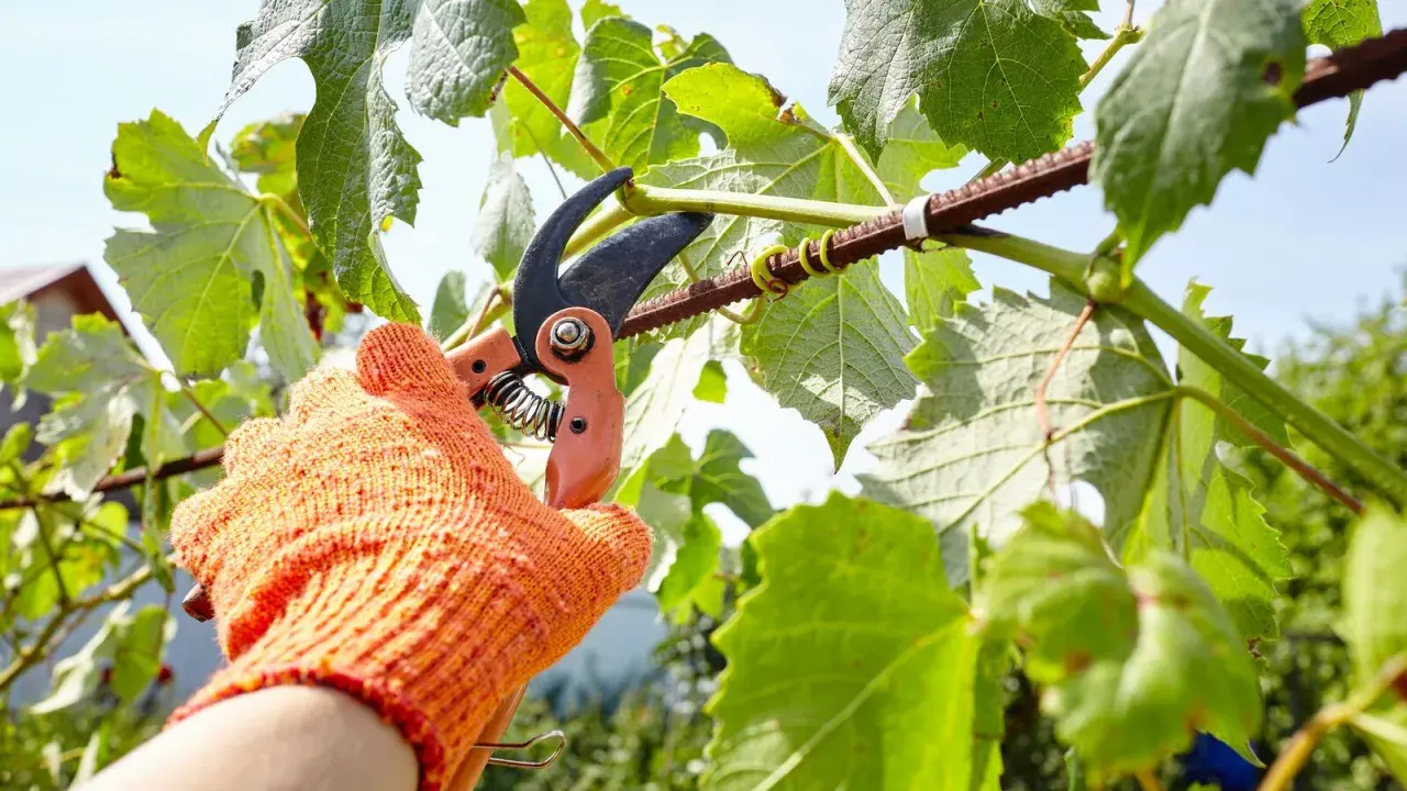 Main dans un gant orange, une cisaille coupe une branche de vigne. C'est le moment du cours taille de la vigne.
