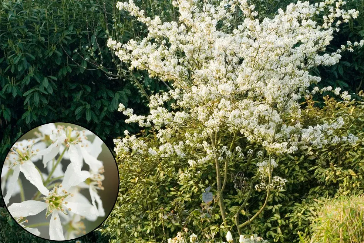 Gros plan sur des fleurs blanches d'un arbre méditerranéen en pleine floraison.