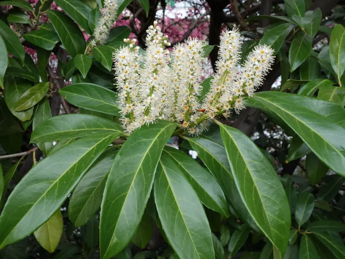 Grappes de fleurs blanches sur un laurier cerise, prêt à être utilisé en bouture. Ses feuilles vertes et brillantes sont mises en valeur.