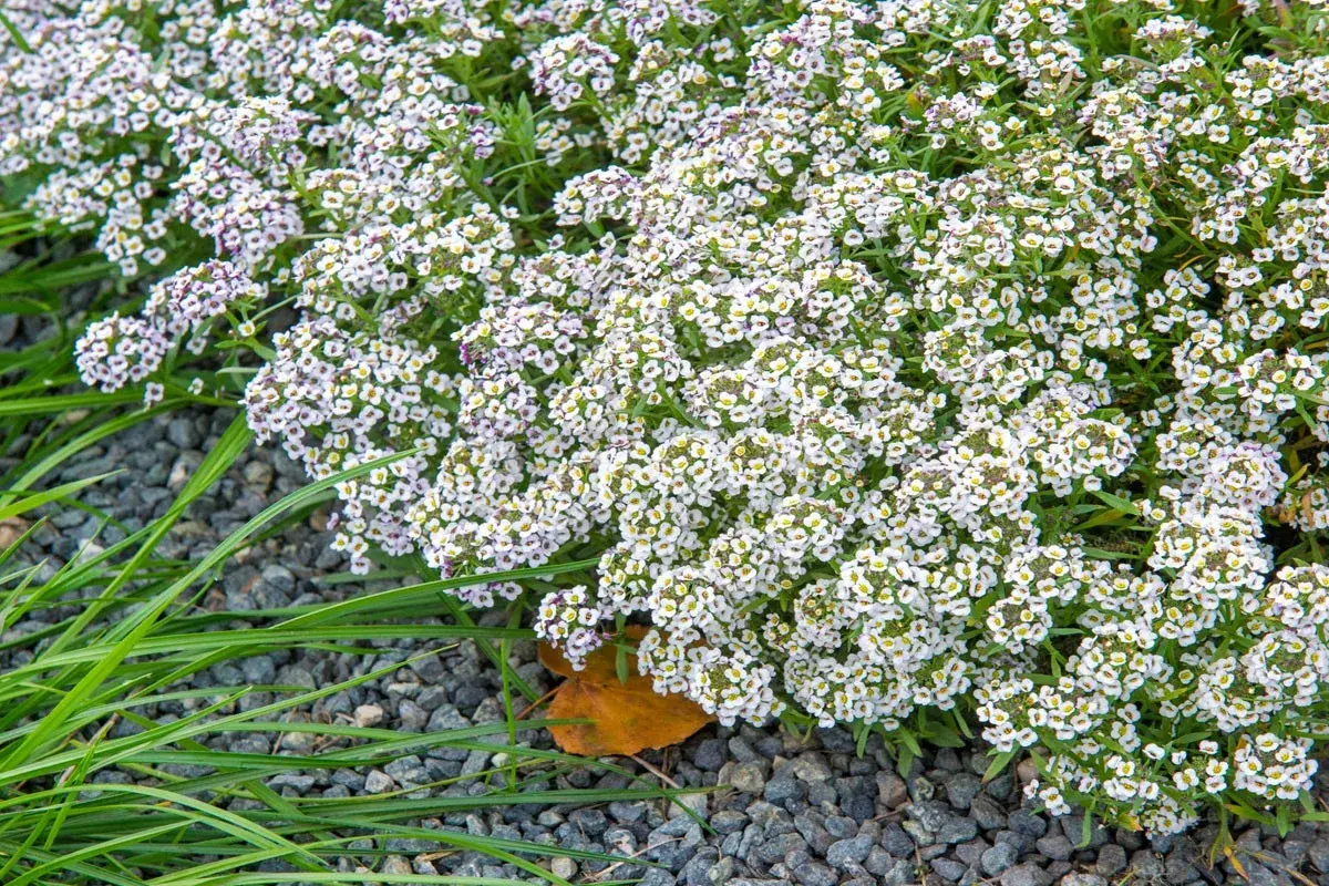 Un tapis de petites fleurs blanches, des alysse fleur, contraste avec le gravier gris et l'herbe verte.