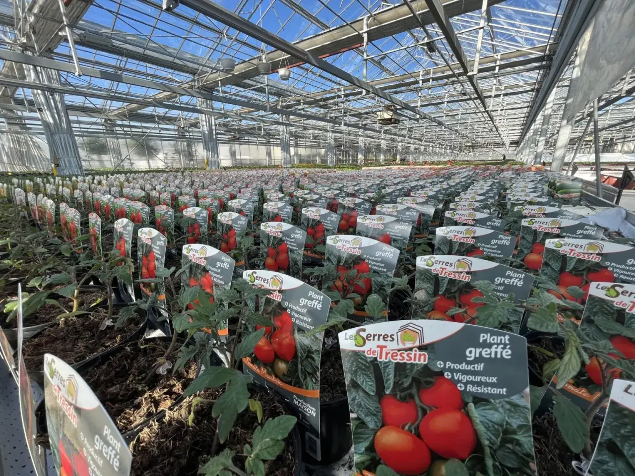 Vaste plantation de tomates greffées sous serre, prêtes à être vendues.