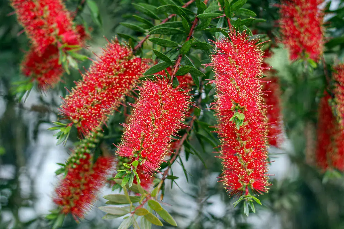 Fleurs rouges vives de rince bouteille, ressemblant à des brosses, sur fond vert flou.