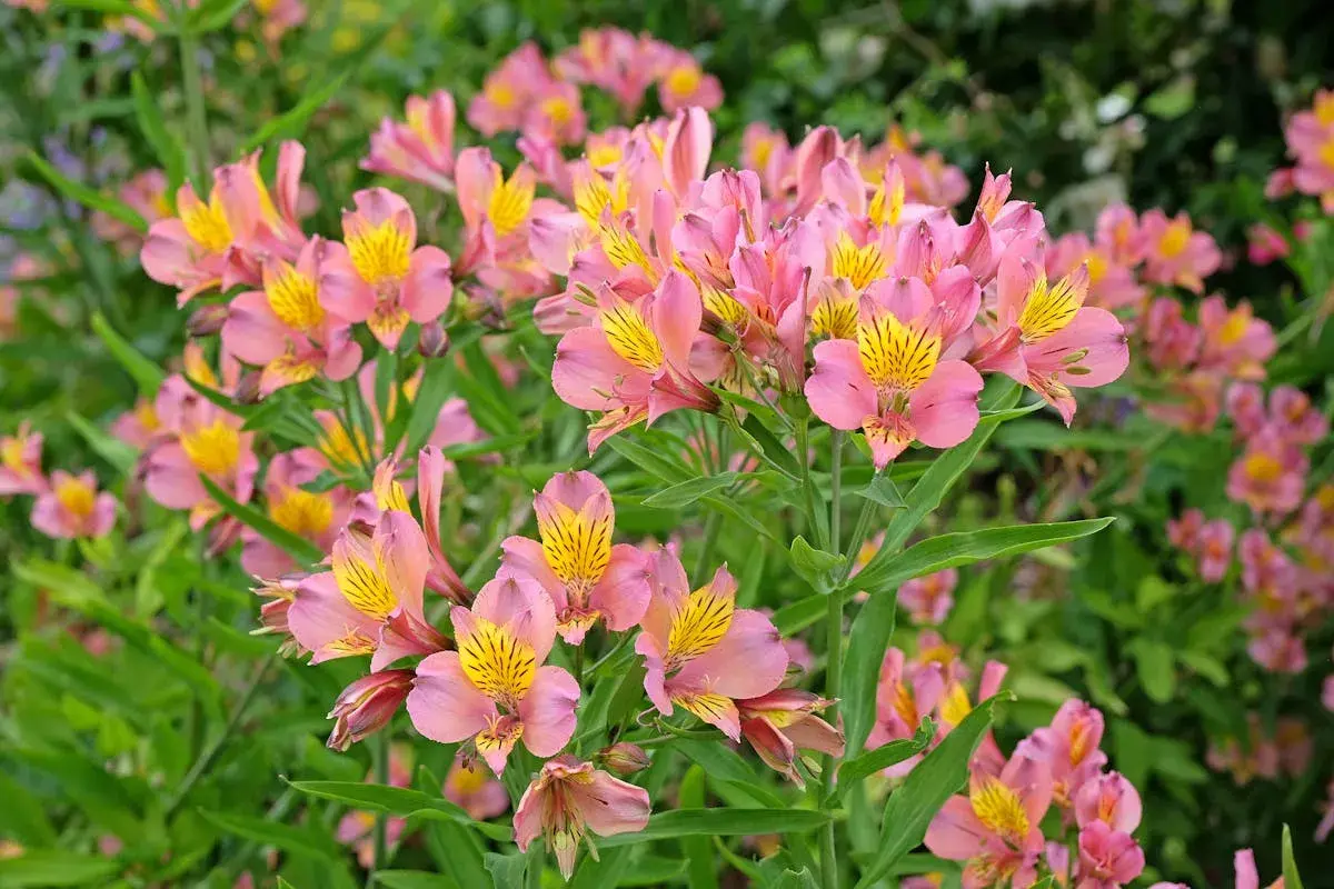 Un parterre d'alstroemeria vivace aux fleurs roses et jaunes, aux pétales délicats striés de noir, s'épanouit sous le soleil.