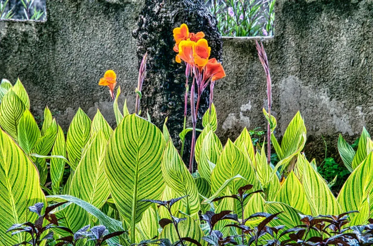 Feuilles vertes et jaunes rayées d'une plante canna, avec des fleurs orange vif et des tiges pourpres se dressant derrière.