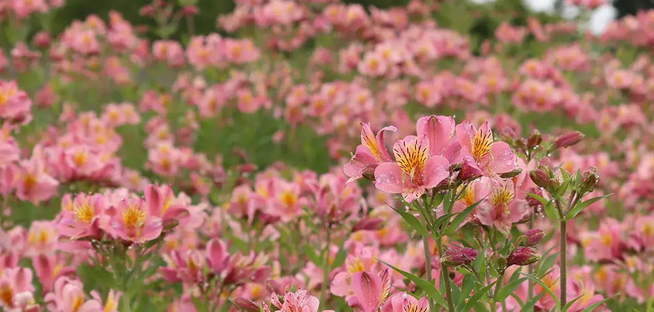 Champ de fleurs roses d'alstroemeria vivace, parsemées de gouttes de rosée.