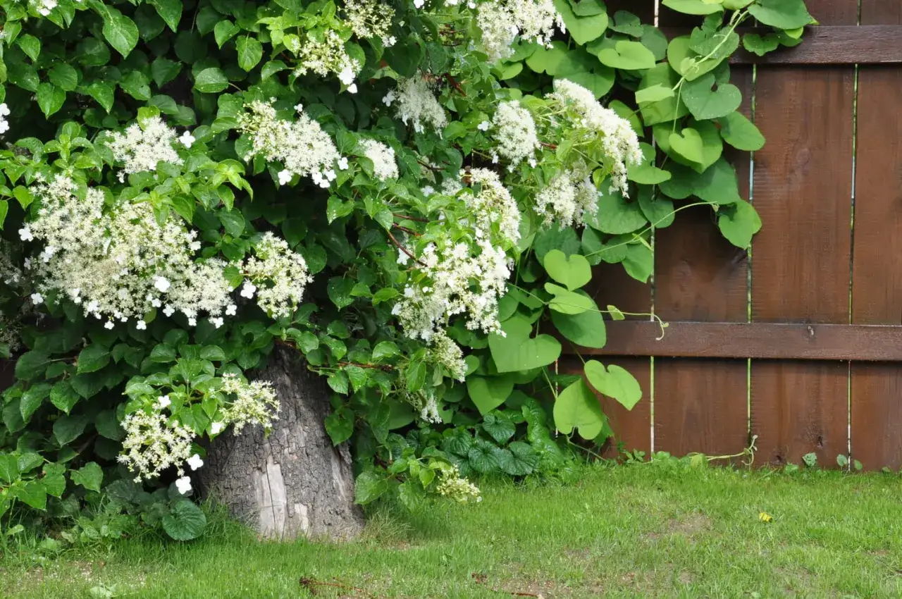 Une plante grimpante ombre, avec de belles grappes de fleurs blanches, s'enroule autour d'un tronc d'arbre et grimpe sur une clôture en bois.