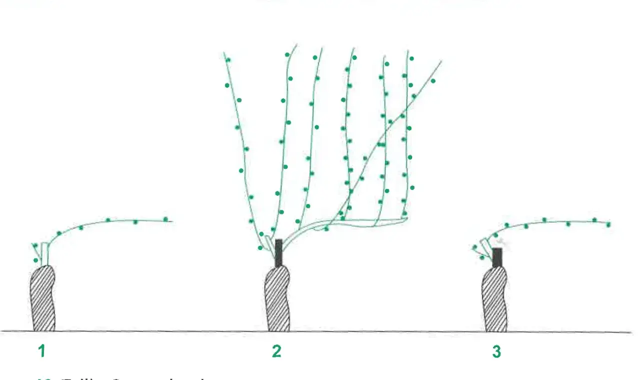 Illustration montrant diff&eacute;rentes &eacute;tapes de la taille Guyot double. Le sch&eacute;ma 2 illustre la formation des baguettes et des yeux.