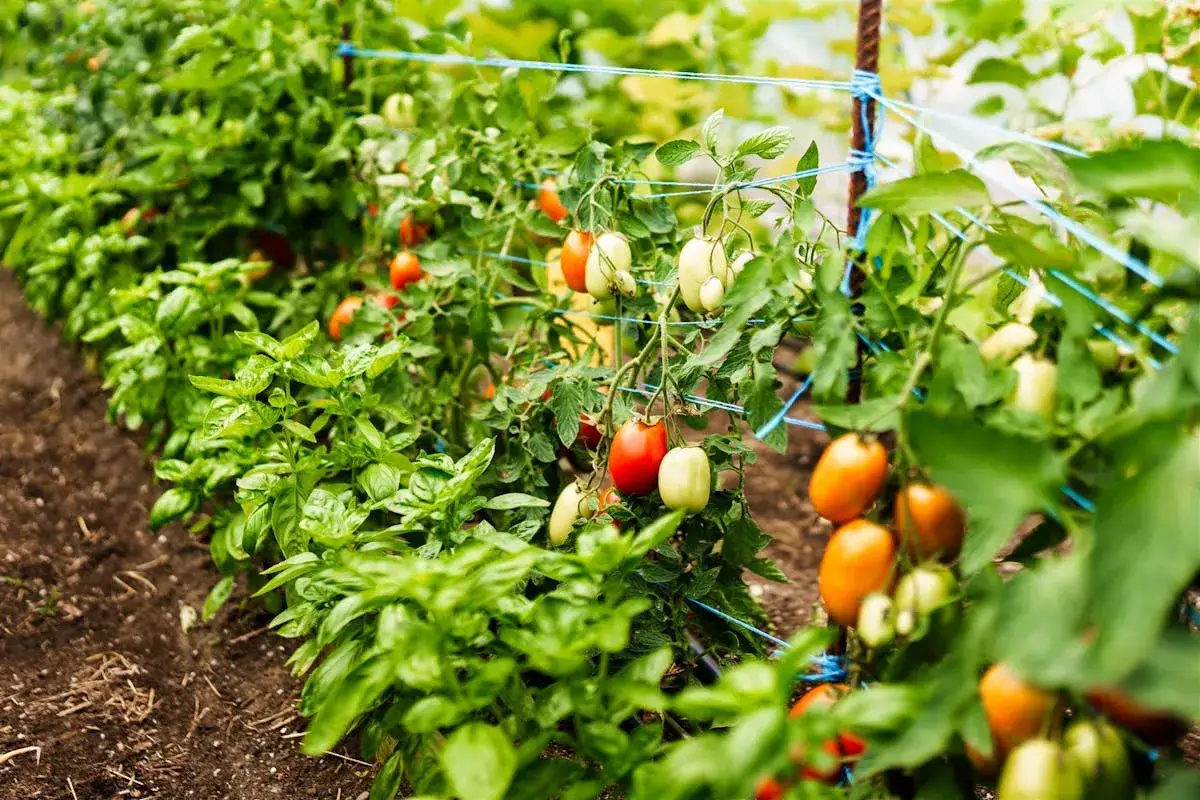 Lignes de plants de basilic et de variétés de tomates mûres et vertes, soutenues par des fils bleus dans un jardin.