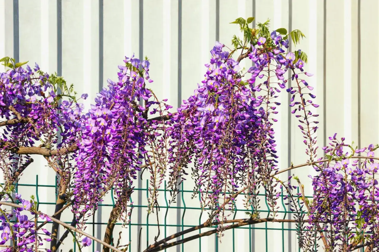 Grappes de fleurs de glycine violettes retombent sur une cl&ocirc;ture verte devant un mur blanc ray&eacute;.