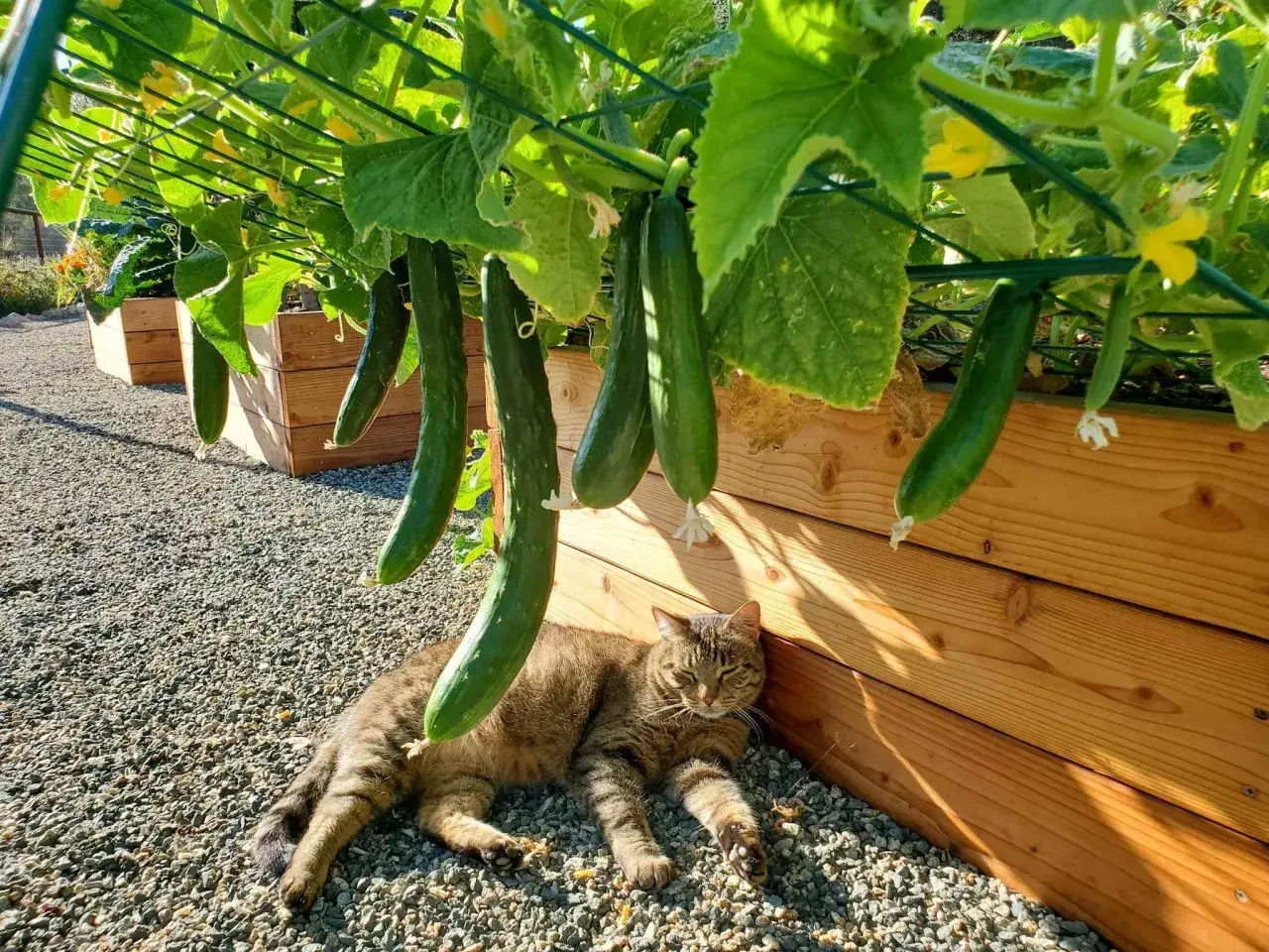 Un chat tigré se repose à l'ombre d'un plan de concombre luxuriant, avec des concombres mûrs pendant des vignes.