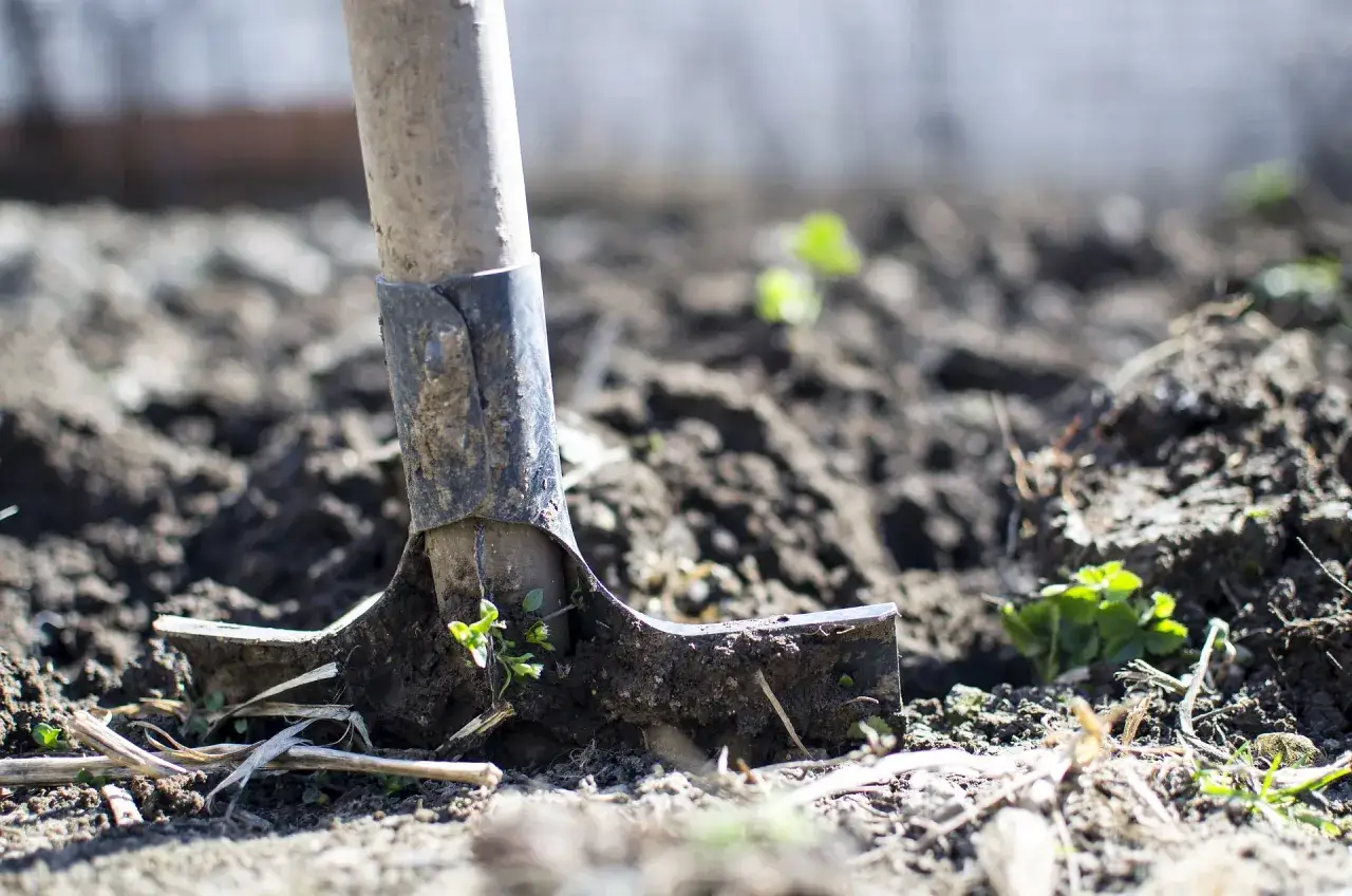 Une pelle est plantée dans la terre, prête pour la plantation de photinia. De jeunes pousses vertes émergent du sol.
