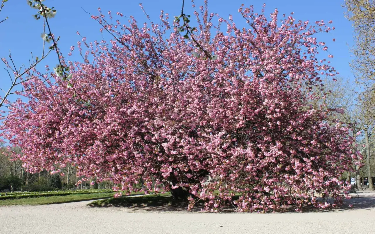 Un magnifique arbre fleuri, couvert de fleurs roses éclatantes, se dresse sous un ciel bleu.