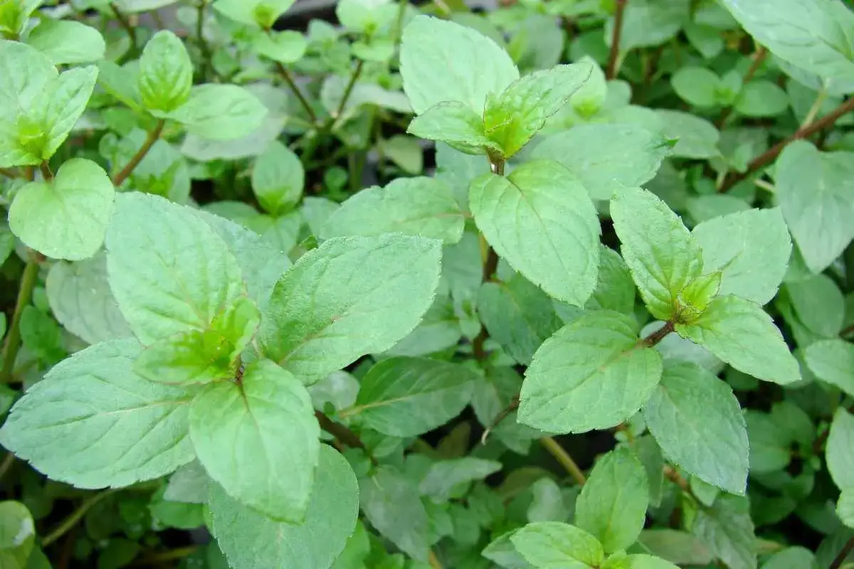 Feuilles vertes et fraîches de la menthe, prêtes à parfumer une boisson ou un plat.
