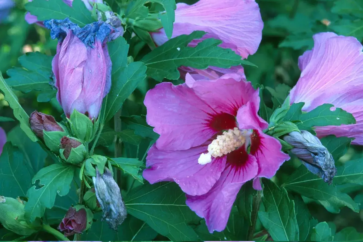 Fleurs d'hibiscus roses et violets, certaines épanouies, d'autres en boutons. L'entretien de l'hibiscus est essentiel pour sa floraison.