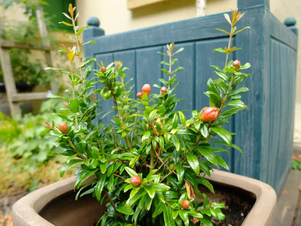 Jeune plant de grenadier en pot, pr&ecirc;t &agrave; &ecirc;tre plant&eacute;, avec de petits boutons floraux rouges.