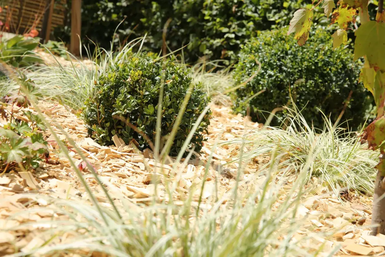 Un jardin avec des buis et des gramin&eacute;es sur un paillage de copeaux de bois. Un choix esth&eacute;tique et pratique pour savoir quel paillage choisir.