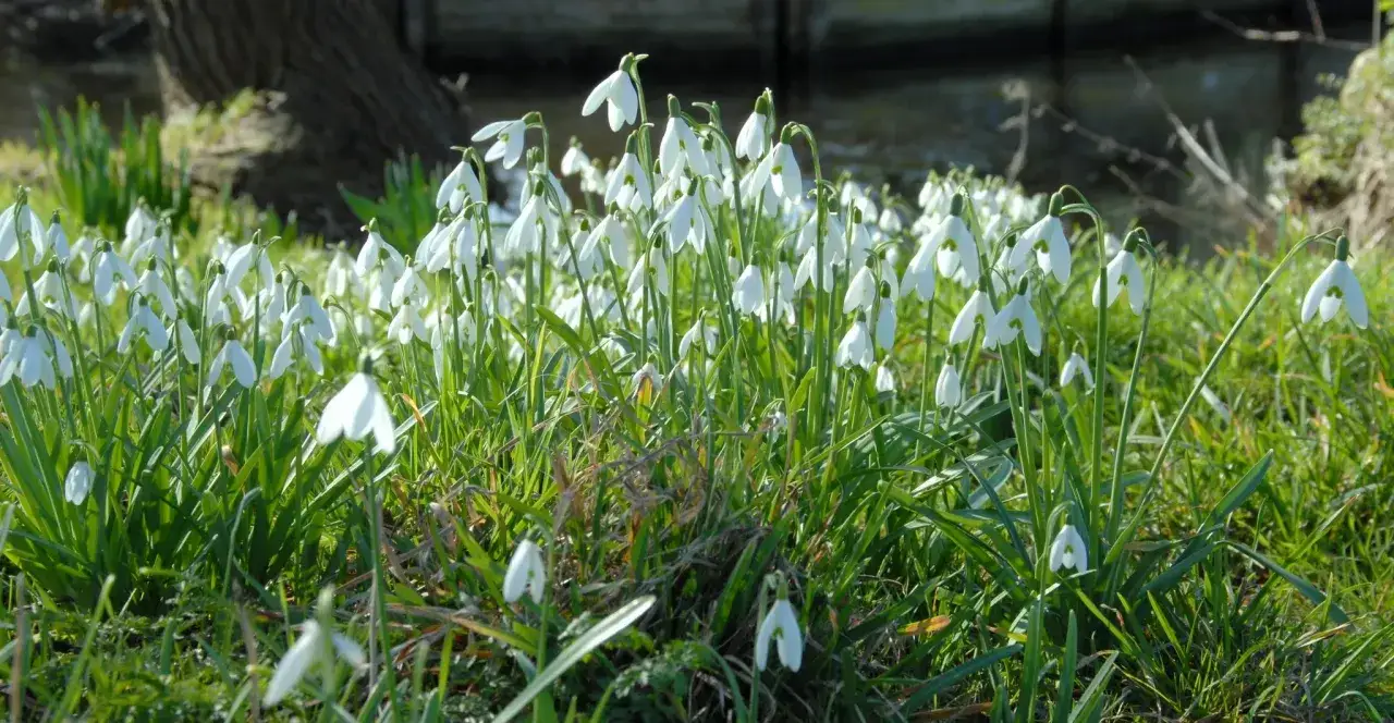 Un tapis de perce-neige blancs émerge de l'herbe verte, annonçant le retour du printemps.