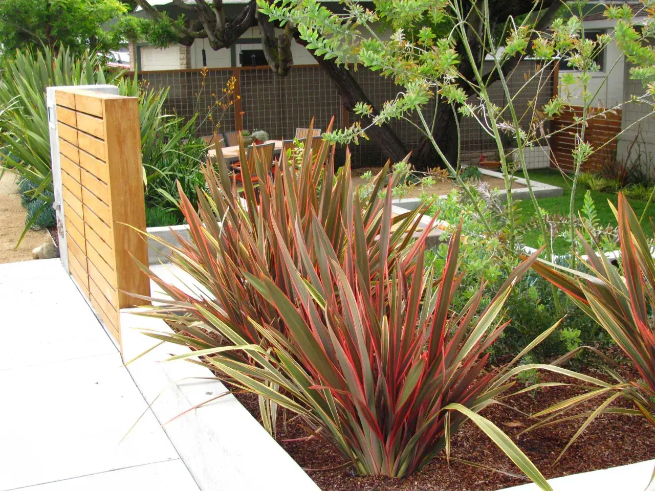 Plantes de lin de Nouvelle-Zélande aux feuilles rouges et vertes, près d'un mur en bois et d'une clôture grillagée.