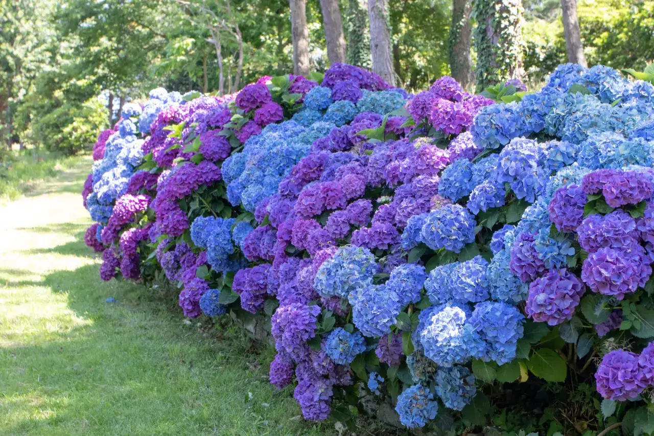 Un mur de magnifiques hortensias bleus et violets, signe d'une terre pour hortensia parfaite, borde un chemin verdoyant.