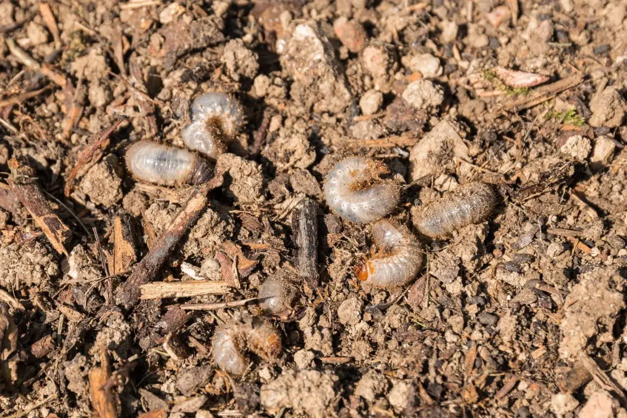 Plusieurs larves de hanneton, blanches et recourb&eacute;es, se tortillent dans la terre meuble, parmi des d&eacute;bris v&eacute;g&eacute;taux.