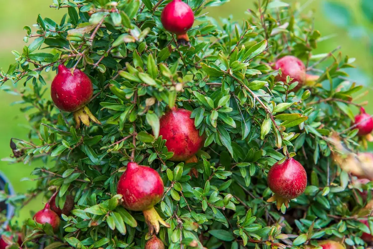 Un arbuste de grenadier taille adulte porte de nombreux fruits rouges vifs, pr&ecirc;ts &agrave; &ecirc;tre r&eacute;colt&eacute;s.