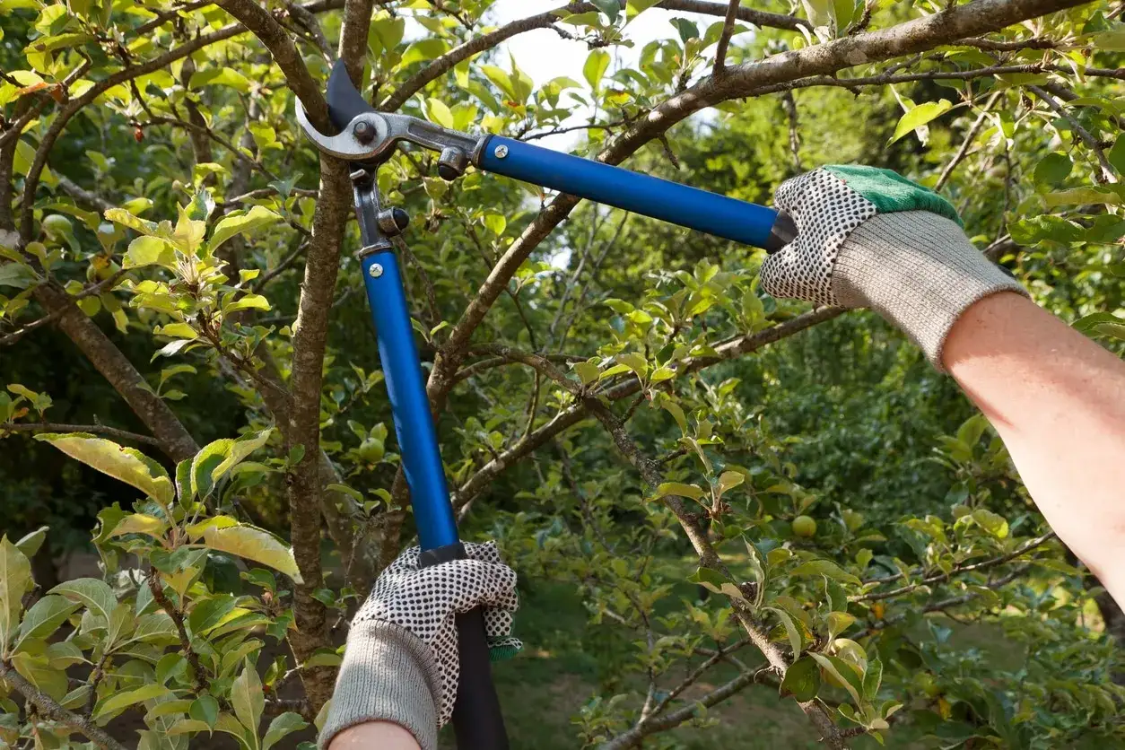 Des mains gantées utilisent un sécateur pour tailler un poirier, montrant comment tailler un poirier pour une meilleure récolte.