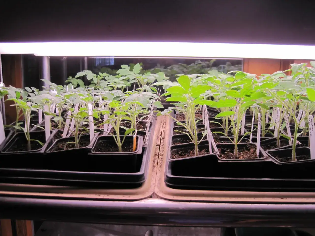Des semis de tomates bien align&eacute;s sous une lampe de croissance, pr&ecirc;ts &agrave; &ecirc;tre repiqu&eacute;s.