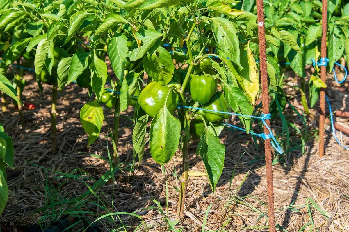 Un plant de poivron vert, bien garni de fruits, est soutenu par des tuteurs rouillés et des liens bleus.