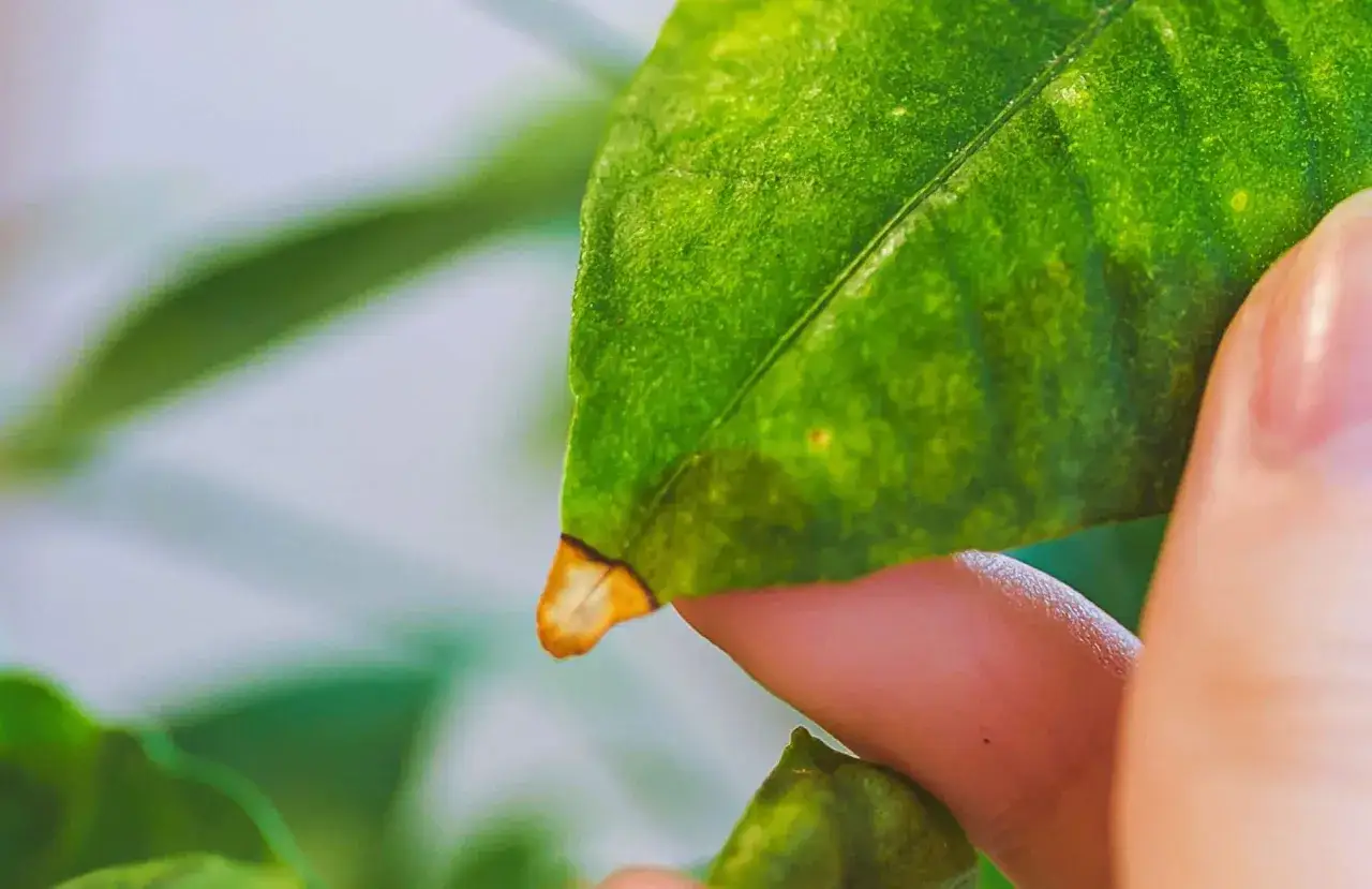 Un doigt examine une feuille de citronnier qui jaunit et se dessèche, signe que le citronnier perd ses feuilles.