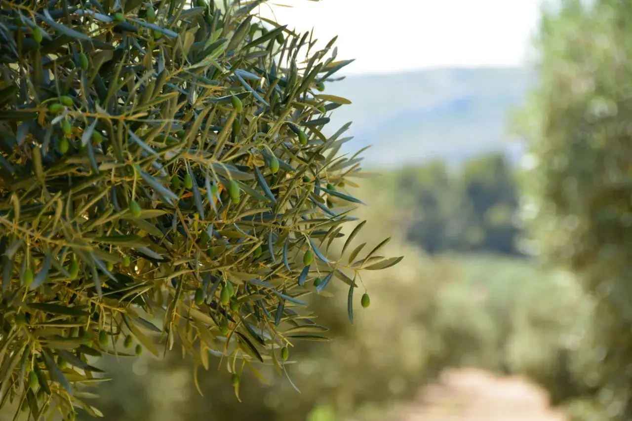 Gros plan sur des olives vertes sur un olivier. Le prix de la taille de l'olivier dépend de sa taille et de sa santé.
