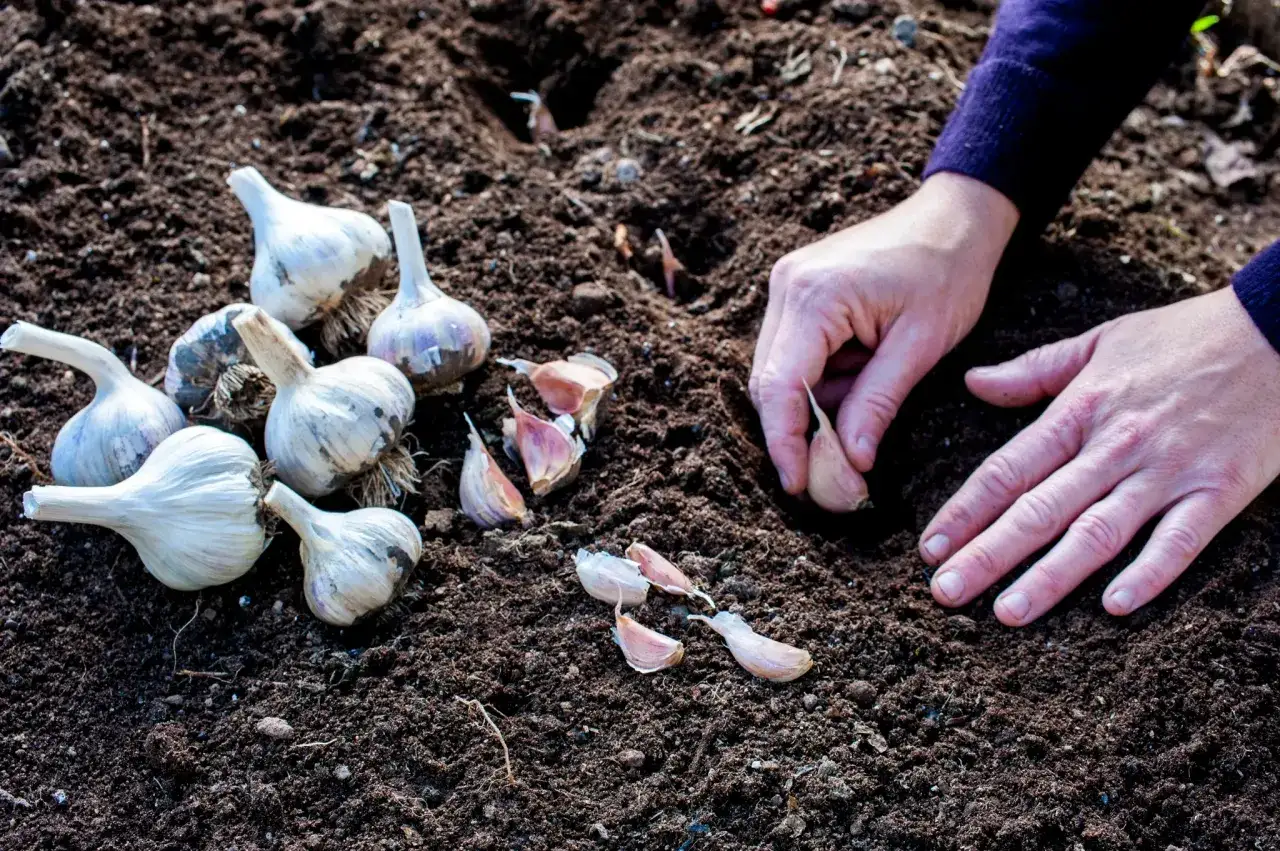 Mains plantant des gousses d'ail rose dans la terre meuble. Une belle plantation d'ail est en cours.