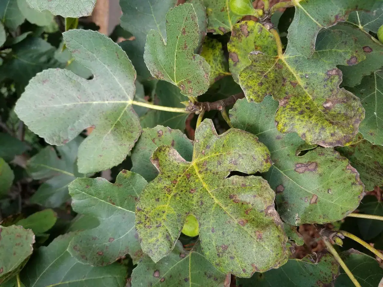 Feuilles de figuier atteintes par une maladie, présentant des taches brunes et jaunâtres.