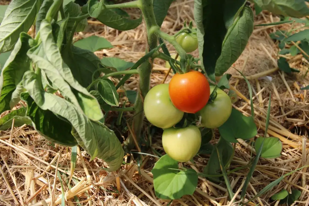 Un plant de tomates pr&eacute;coces avec une tomate rouge m&ucirc;re et plusieurs tomates vertes. Le sol est couvert de paille.