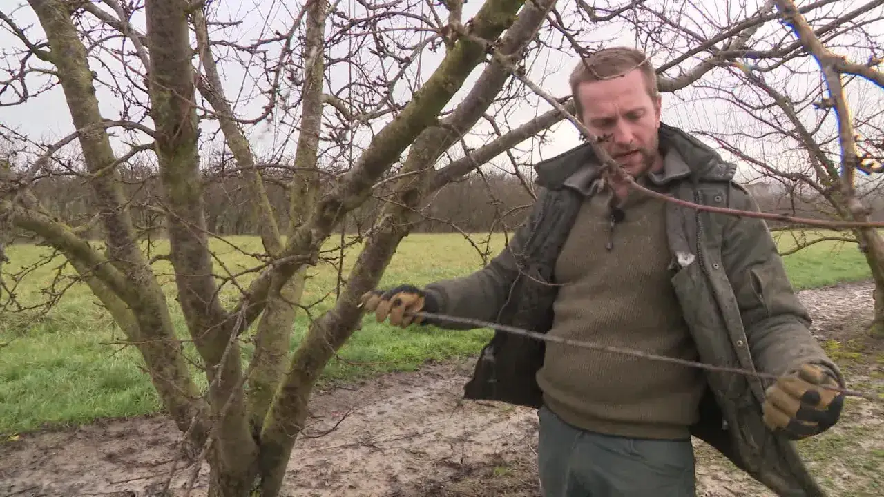 Un homme taille un prunier mirabelle. Il tient une branche dans sa main gant&eacute;e, pr&ecirc;t &agrave; la couper.